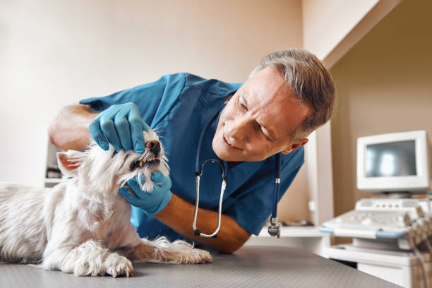 Best Emergency Tooth Extraction in Old Town, ME